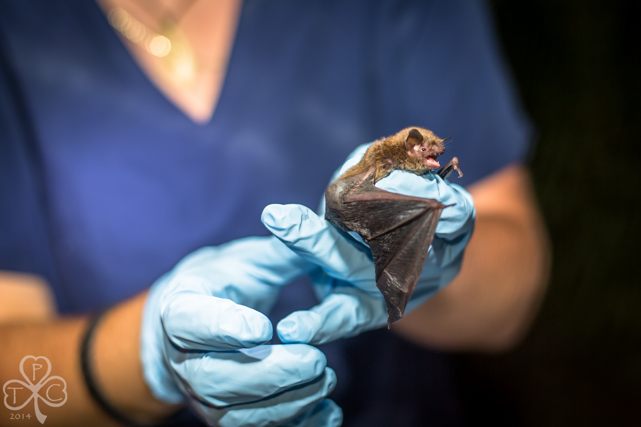 How An Endangered Bat Species Can Affect Your Project